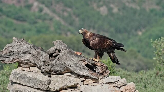 Golden Eagle (Aquila chrysaetos) standing on a tree in catalonia Spain