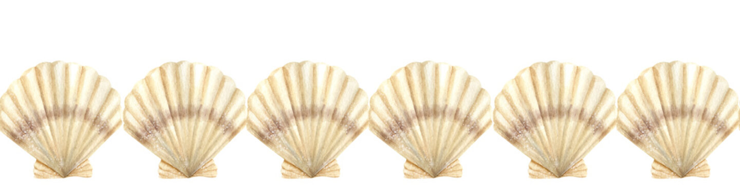 Seamless Border with Scallop Seashells. Hand drawn watercolor illustration on white isolated background for banner. Sea shell Pattern for design in nautical style. Oceanic backdrop with cockleshells.