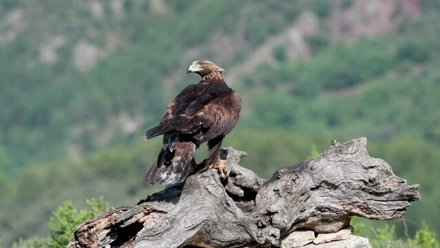 Golden Eagle (Aquila chrysaetos) Standing on a tree trunk and eating