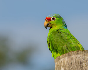 Red-lored Amazon or Red-lored Parrot