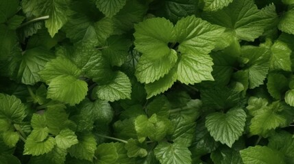 Fototapeta na wymiar Green mint grows background. harvest new. Generative AI