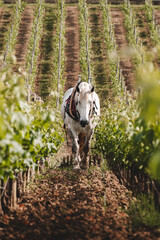 Cheval de trait et travaux de sol dans le vignoble de Saint Emilion 