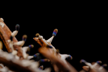 変形菌　ジクホコリ