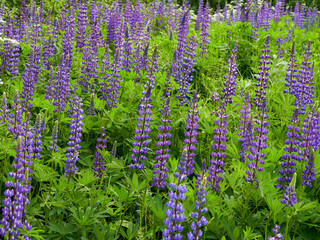 Fototapeta premium Lupinus, lupin, lupine field with pink, purple and blue flowers. Bunch of lupines summer flower background. 