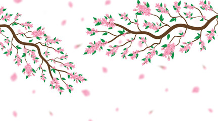 Watercolor vector illustration of a cherry blossom branch with delicate sakura flowers and buds. This pink sakura flower background features cherry blossoms in full bloom on a white backdrop