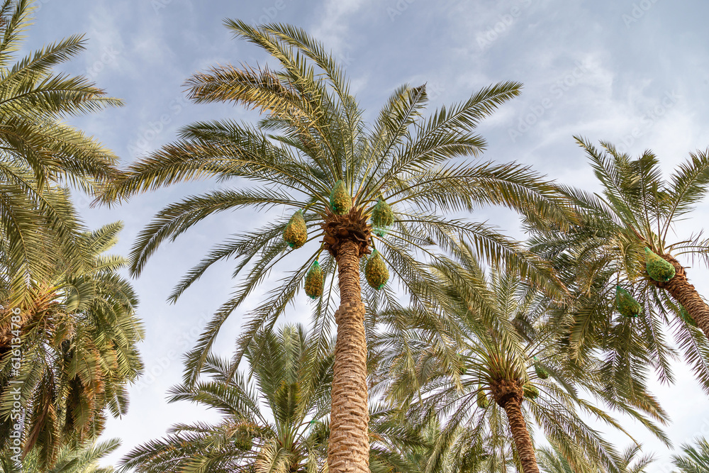 Wall mural Unripe dates on a tall palm tree in Al Ain Oasis - Wall murals
