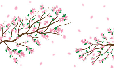 Cherry blossom branch with sakura flower. Watercolor cherry blossom vector. Watercolor cherry bud. Pink sakura flower background. Sakura on white background. Cherry blossom flower blooming