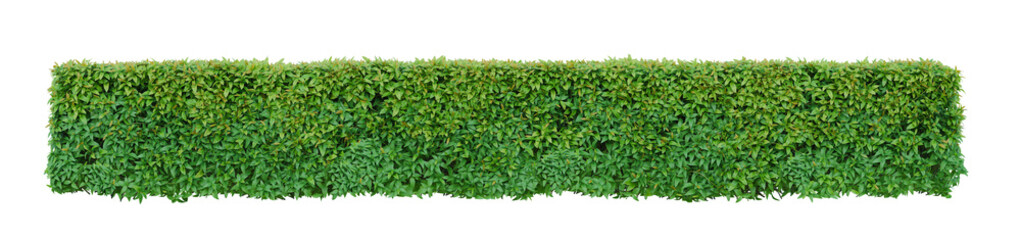 Green leafed bushes or shrubbery bush tree trimming  square shape. Fences and decorating the...