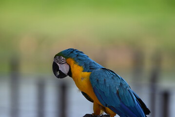 Obraz premium Close up of Macaw Bird, The blue and yellow macaw, Ara ararauna, also known as the blue and gold macaw