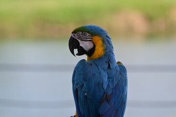 Close up of Macaw Bird, The blue and yellow macaw, Ara ararauna, also known as the blue and gold macaw