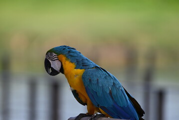 Close up of Macaw Bird, The blue and yellow macaw, Ara ararauna, also known as the blue and gold macaw