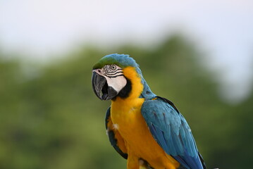 Close up of Macaw Bird, The blue and yellow macaw, Ara ararauna, also known as the blue and gold macaw