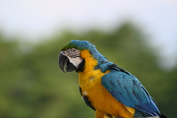 Close up of Macaw Bird, The blue and yellow macaw, Ara ararauna, also known as the blue and gold macaw