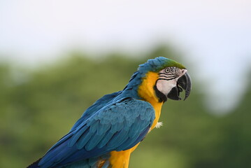 Close up of Macaw Bird, The blue and yellow macaw, Ara ararauna, also known as the blue and gold macaw