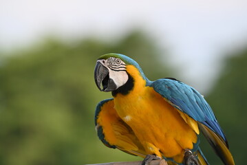 Close up of Macaw Bird, The blue and yellow macaw, Ara ararauna, also known as the blue and gold macaw