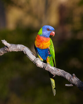 Rainbow Lorikeet sitting on a tree branch.