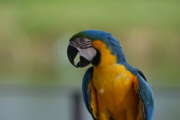Close up of Macaw Bird, The blue and yellow macaw, Ara ararauna, also known as the blue and gold macaw