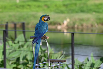 Close up of Macaw Bird, The blue and yellow macaw, Ara ararauna, also known as the blue and gold macaw