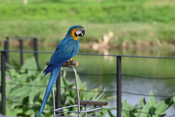 Close up of Macaw Bird, The blue and yellow macaw, Ara ararauna, also known as the blue and gold macaw