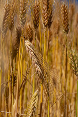 barley field in the Andes of Peru, are the primary food source in the cold Andes