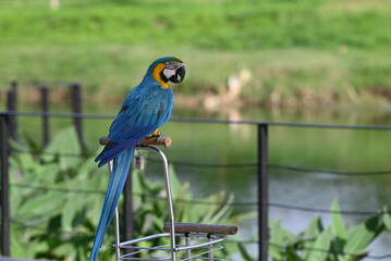 Close up of Macaw Bird, The blue and yellow macaw, Ara ararauna, also known as the blue and gold macaw