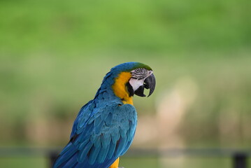 Close up of Macaw Bird, The blue and yellow macaw, Ara ararauna, also known as the blue and gold macaw