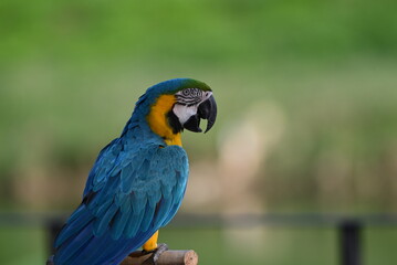 Close up of Macaw Bird, The blue and yellow macaw, Ara ararauna, also known as the blue and gold macaw