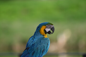 Close up of Macaw Bird, The blue and yellow macaw, Ara ararauna, also known as the blue and gold macaw