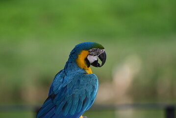 Close up of Macaw Bird, The blue and yellow macaw, Ara ararauna, also known as the blue and gold macaw