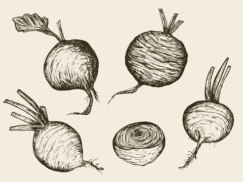 Vector detailed sketch beet vegetable hand drawn, retro illustration collection set. Thin artistic ink outline. Vintage ink flat style, engraved simple doodle sketches. Isolated objects