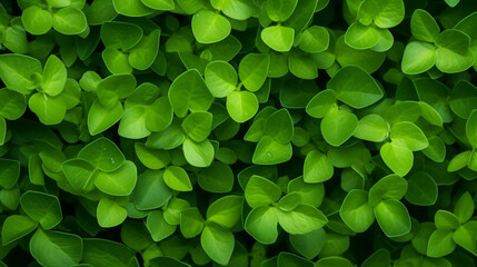 Green leaves texture background with beautiful pattern.