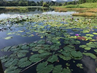 water lily in the pond