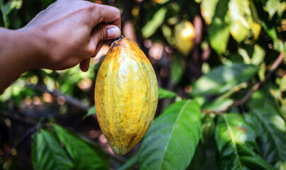Harvest the agricultural cocoa business produces. Cacao farmer's hand holding yellow ripe cocoa...