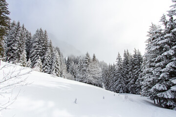 Sapins sous la neige en hiver 
