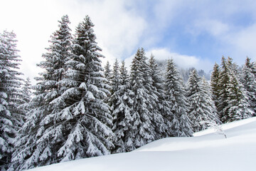 Sapins sous la neige en hiver avec ciel bleu