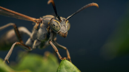 Details of a wasp perched on a green leaf.