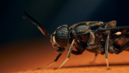 Details of a Soldier Fly perched on an orange surface. Hermetia illucens