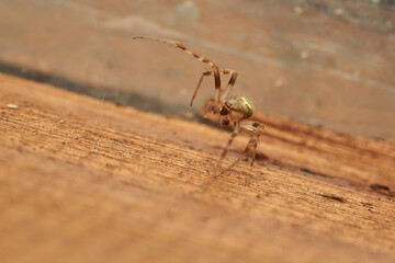 Details of a green spider.