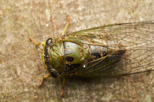 Details of a green cicada perched on a brown tree.