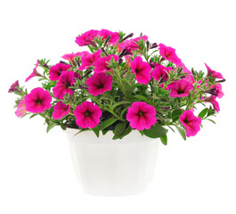 Bouquet of flowers sulfinia in a pot.