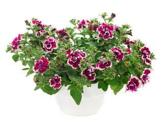 Bouquet of flowers petunia in a pot.