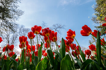 Obraz premium Many red tulips in the garden against the sky.