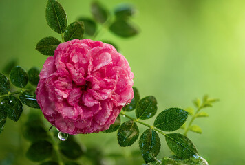 Roxburghii plena rose on nature background.