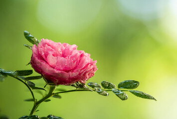 Roxburghii plena rose on nature background. - obrazy, fototapety, plakaty