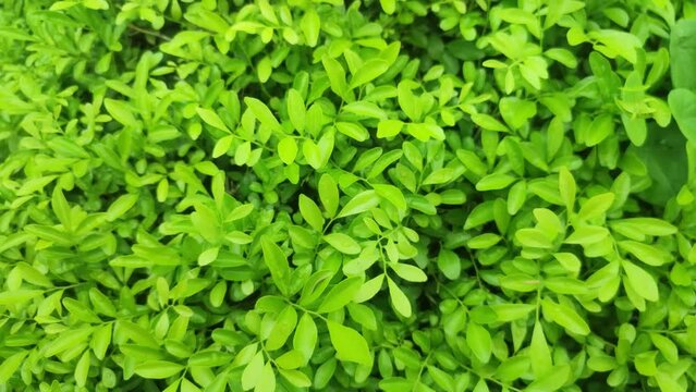 Murraya paniculata. Commonly known as orange jasmine, orange jessamine, china box or mock orange.