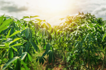 Farmers' cassava plantation There is a soft sunlight in the evening.