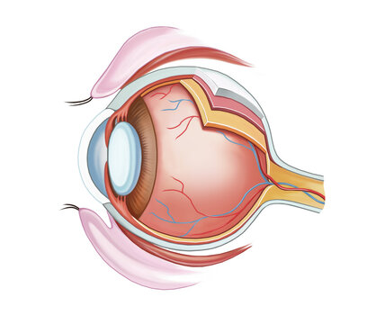 Diagram of the structure of the human eye