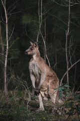 Naklejka na ściany i meble a closeup of the adult kangaroo in the Australian wild forest during a daylight 