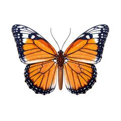 Fototapeta premium African monarch butterfly - Danaus chrysippus. Transparent PNG. Generative AI