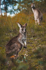 a closeup shot of a cute young baby kangaroo standing in the wild forest on its back feet, looking into the camera, mother kangaroo in the background